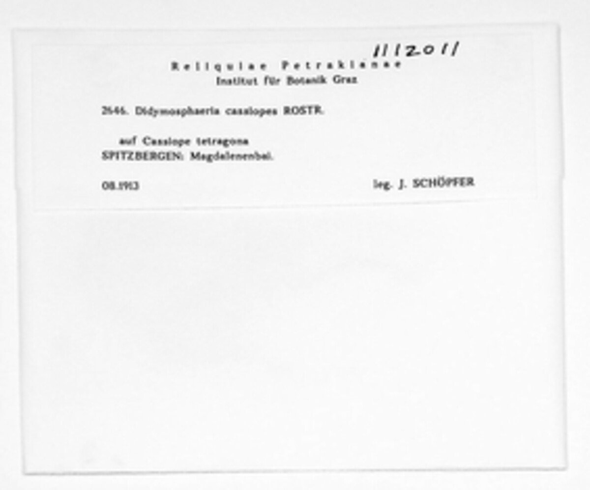 Phaeosporella cassiopes image